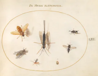 Tafel 61: Sieben Insekten, darunter Fliegen