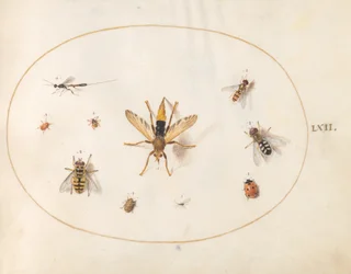 Tafel 62: Zehn Insekten