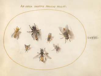 Tafel 68: Sieben Bienen und Fliegen