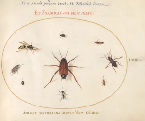 Tafel 70: Ein Rotauge umgeben von Insekten