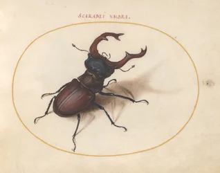 Skarabäuskäfer, ca. 1575-80