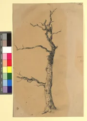 Studie eines kahlen Baumes