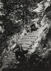 Album "Meine weltkriegs - Erinnerungen Südwestfront (Kärnten, Italien, Südtirol) 31/03/1915-12/11/1918 - Josef Zohles Wien": Armeemaultiere an einem steilen Abhang