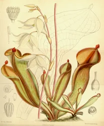Heliamphora nutans