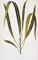 Croton-Blatt variegatum angustifolium. Botanische Tafel in „Pflanzen mit buntem Laub. Sammlung der bemerkenswertesten Arten zur Dekoration von Gärten, Gewächshäusern und Wohnungen, von Edward Joseph Lowe und W. Howard, Mitglieder der Londoner Horticultur