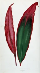 Blatt von Dracaena ferrea versicolor. Botanische Tafel in „Pflanzen mit buntem Laub.