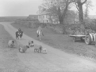 Blick auf Schafe, Lämmer, zwei Kinder auf Ponys, Traktor und Anhänger und Gebäude