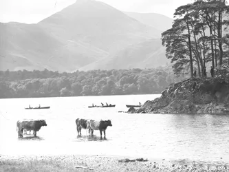Kühe stehen im seichten Wasser bei Thirlmere mit See, Ruderbooten und Hügeln dahinter