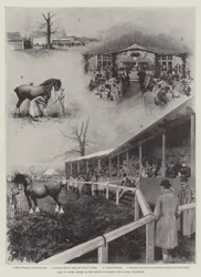 Verkauf von Shire-Pferden auf der Zuchtfarm des Prinzen von Wales, Wolferton