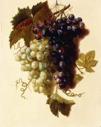 Bündel grüner und roter Trauben, die an einem Seil hängen, ca. 1796
