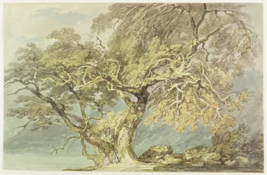 Ein großer Baum, ca. 1796