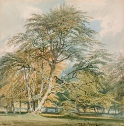 Buchen im Norbury Park, Leatherhead, Surrey