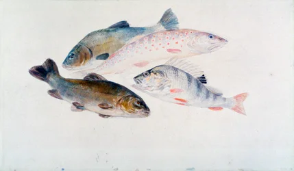 Studie von Fischen: Zwei Schleien, eine Forelle und ein Barsch, ca. 1822-1824