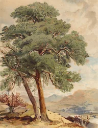 Schottische Kiefer, Hochlandszene