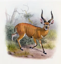 Der Breitgehörnte Antilope, aus 