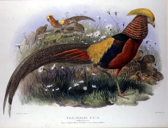 Thaumalea picta (Goldfasan), graviert von M. & N. Hanhart