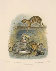 Asiatische Bengalkatzen (Felis javanensis, F. chinensis, F. sumatrana)