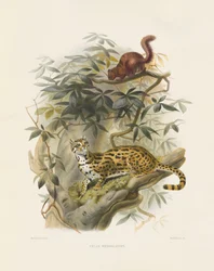 Bengalkatze (Felis bengalensis)