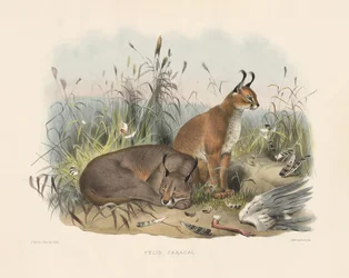Karakal (Felis caracal)