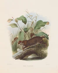 Flachkopfkatze (Felis planiceps)