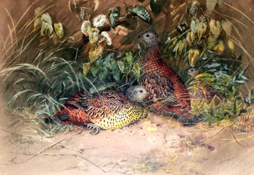 Hardwickes Spornhuhn (Galloperdix lunulata), 1852-54