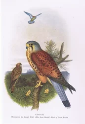 Turmfalke, Natur in Großbritannien veröffentlicht von Collins, 1946
