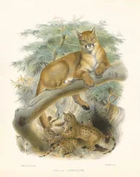 Berglöwe oder Puma