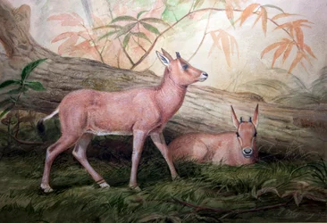Säbelhorn-Oryx-Kälber, ca. 1850