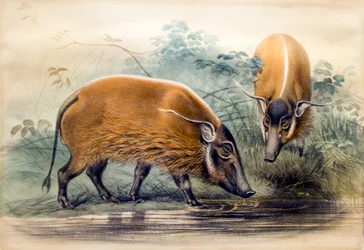 Das Rotflussschwein, 1865