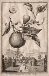 Nürnbergische Hesperides: Limon bergamotto personzin gientile