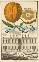 Nürnbergische Hesperides: Nr. 185 - Aranzo Striato dolce. Palazzo del N. H. Fonte in Noventa