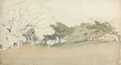 Bäume in der Nähe von Hastings