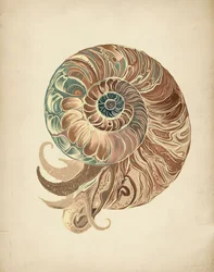 Elegante Nautilus Muschel