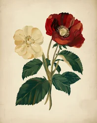 Elegante Rote Gelbe Blumen