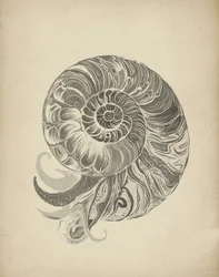 Komplexe Nautilus Spirale