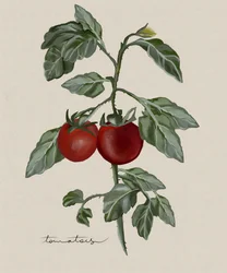 Reife Tomaten am Weinstock