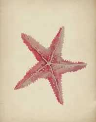 Vintage Rosa Seestern