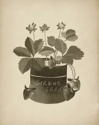 Vintage Erdbeerillustration