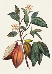 Botanische Kakaopflanze