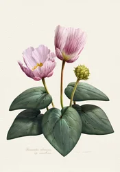 Elegante Rosa Botanische Blumen
