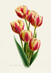 Lebendige Gestreifte Tulpen