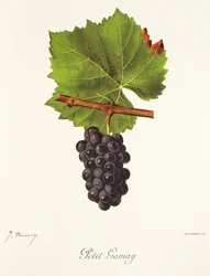 Petit Gamay Traube von J. Troncy