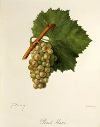 Pinot Blanc-Traube
