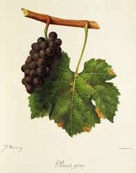 Pinot Gris Traube