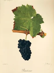 Pinot Noir-Traube