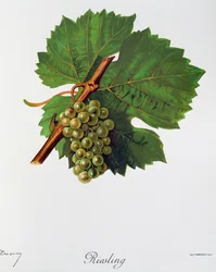 Riesling-Trauben aus Ampelographie, Traité général de viticulture, Bd. II, von Pierre Viala und Victor Vermorel, Paris