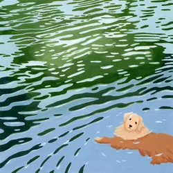 Schwimmender Golden Retriever