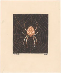 Spinne in einem Netz