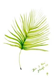 Grünes Palmblatt Aquarell