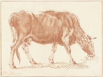 Weidende Kuh
